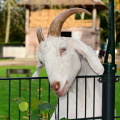 goat-3790060_1280