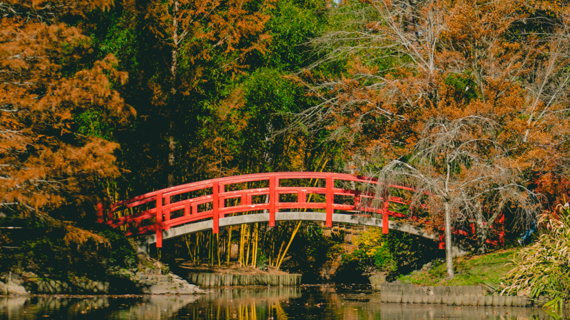 bridge-surrounded-by-trees-707539.jpg