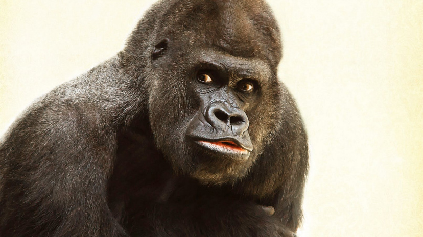 gorilla-silverback-animal-silvery-grey-39571.jpeg?auto=compress&cs=tinysrgb&dpr=2&h=650&w=940.jpg