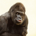 gorilla-silverback-animal-silvery-grey-39571
