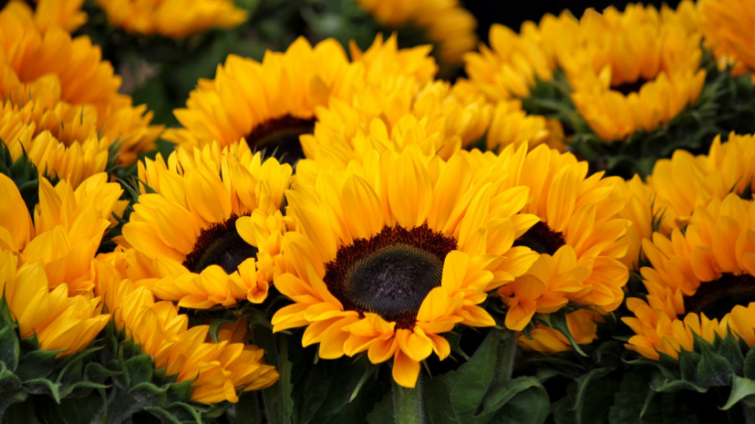 sunflower-blossom-bloom-flowers-54267.jpeg?auto=compress&cs=tinysrgb&dpr=2&h=650&w=940.jpg
