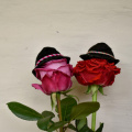 roses-5073576_960_720