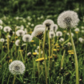 dandelion-meadow-spring-common-dandelion-958653