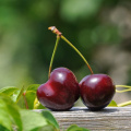 cherry-pair-fruits-sweet-162689