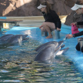 Secret_Garden_Dolphins_Being_Fed_After_Performance