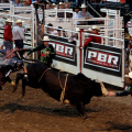 Rodeo_of_the_Ozarks_001