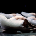 Russian Ballet Theatre