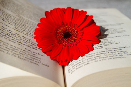 book-3259352_1280