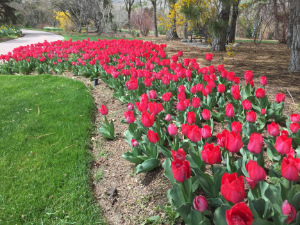 Tulip Festival Thanksgiving Point Utah3