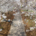 International Cherry Blossom Festival Macon Georgia.jpg