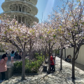 Northern California Cherry Blossom Festival San Francisco California