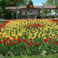 1024px-Holland_MI_Tulips_01