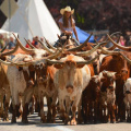 Western-Legends-parade-cattle-drive-KCOT-1-1024x731-1