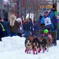 Iditarod Sled Dog Race Nome Alaska