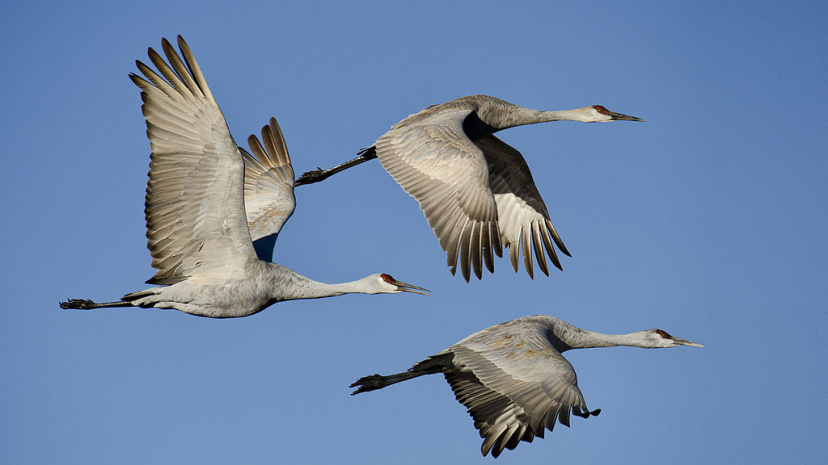 1024px-Grus_canadensis_-Bosque_del_Apache_National_Wildlife_Refuge%2C_New_Mexico%2C_USA_-flying-8.jpg
