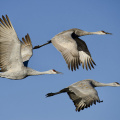 1024px-Grus_canadensis_-Bosque_del_Apache_National_Wildlife_Refuge,_New_Mexico,_USA_-flying-8