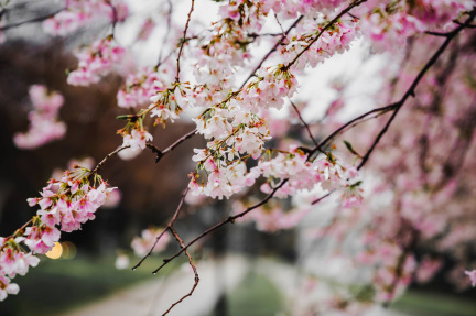 Seattle Cherry Blossom and Japanese Cultural Festival