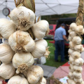 Connecticut Garlic and Harvest Festival