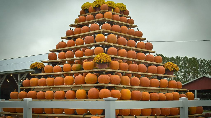 South Jersey Pumpkin Show Cape May New Jersey.jpg