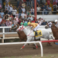 Cochise County Fair fguj