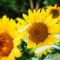 Sunflowers_on_a_sunny_day_(Unsplash)