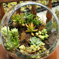 Cactus Dish Garden Workshop