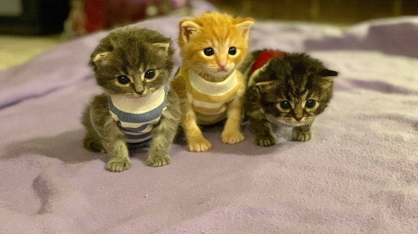 Mini Cat Town Popup & Pets.jpg