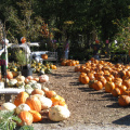 Weber's Farm Market Pumpkin Festival