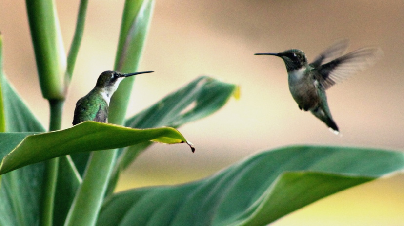 Hummingbird Walk.jpg