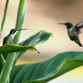 Hummingbird Walk