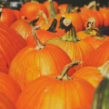 plant-fall-flower-harvest-autumn-pumpkin-702-pxhere.com