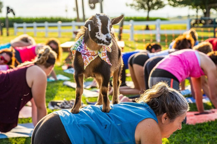 Goat Yoga &amp; Wine