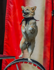 dog1