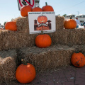 Pumpkin Festival4