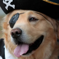 Pirate Weekend & Dog Show