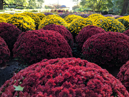 Fall Plant Sale1