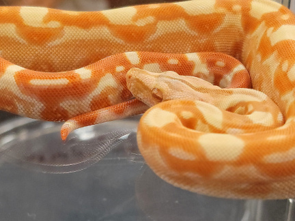 Davenport Reptile Expo Show Me Reptile &amp; Exotics Show