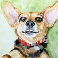 Painting Pet Portraits By Jennifer Redstreake (instructor)