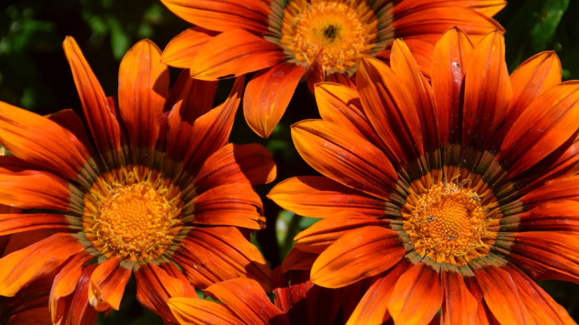flowers-blossom-bloom-orange-69083.jpeg?auto=compress&cs=tinysrgb&w=1260&h=750&dpr=1.jpg