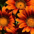 flowers-blossom-bloom-orange-69083