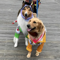 Dog Day and Howl-O-Ween Parade - Ocean City NJ1
