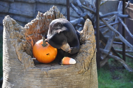 Boo at the Zoo - Oakland Zoo