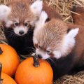 Zoo Boo Trick or treat with the animals - Rosamond Gifford Zoo