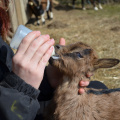 kid-animal-goat-food-mammal-bottle-782052-pxhere.com.jpg