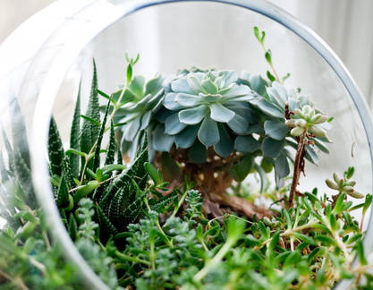 Terrarium