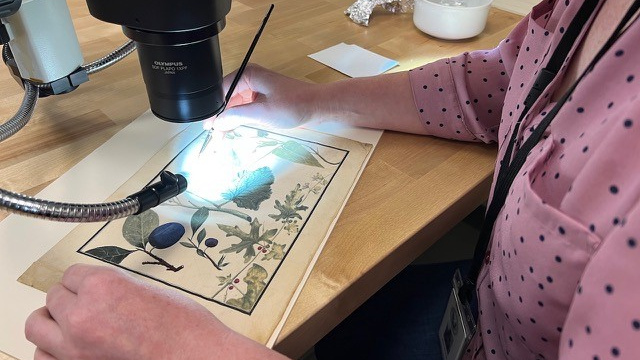 Conservation of an 18th Century Botanical Painting on Parchment - Mobile Botanical Gardens.jpg
