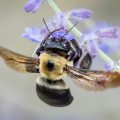 Wild Bees - Louisiana Art & Science Museum