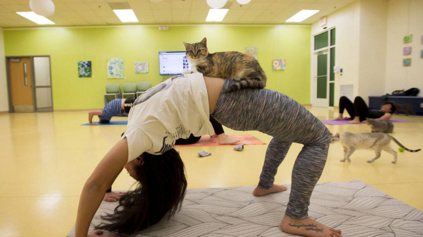 Cat Yoga - Lynchburg Humane Society.jpg