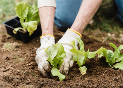 planting