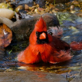 Inviting Birds into Your Backyard The Magic of Water - Huntsville Botanical Garden